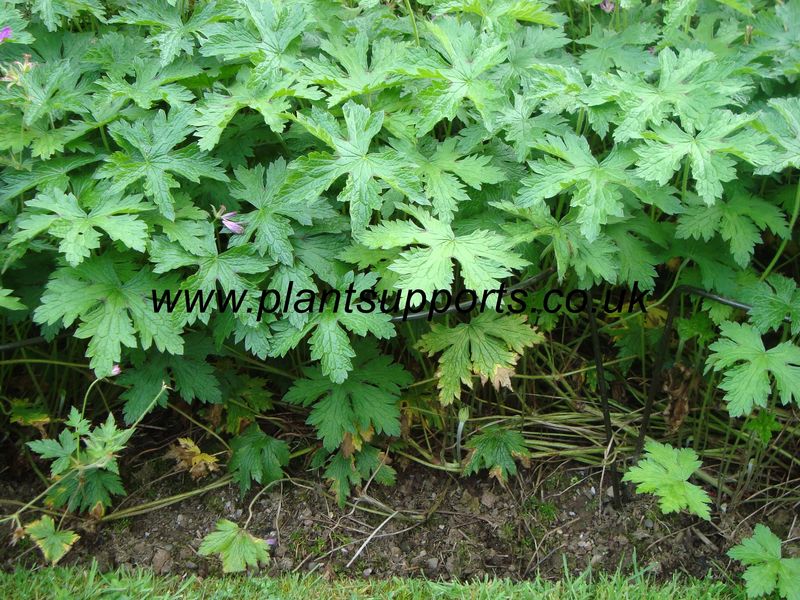 Arc pack of 4 41cm x 49cm A0004 Arc pack of 4 41cm x 49cm A0004